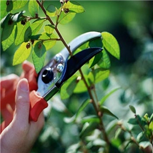 Pruning Fruit Bushes 6th February 2026